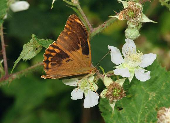 Argynnis paphia (live, aberrant nigricans, 2009, Alice Holt Forest, Hampshire, England) (Internet Image property of respective owner, non-commercial use only)